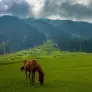 aharbal